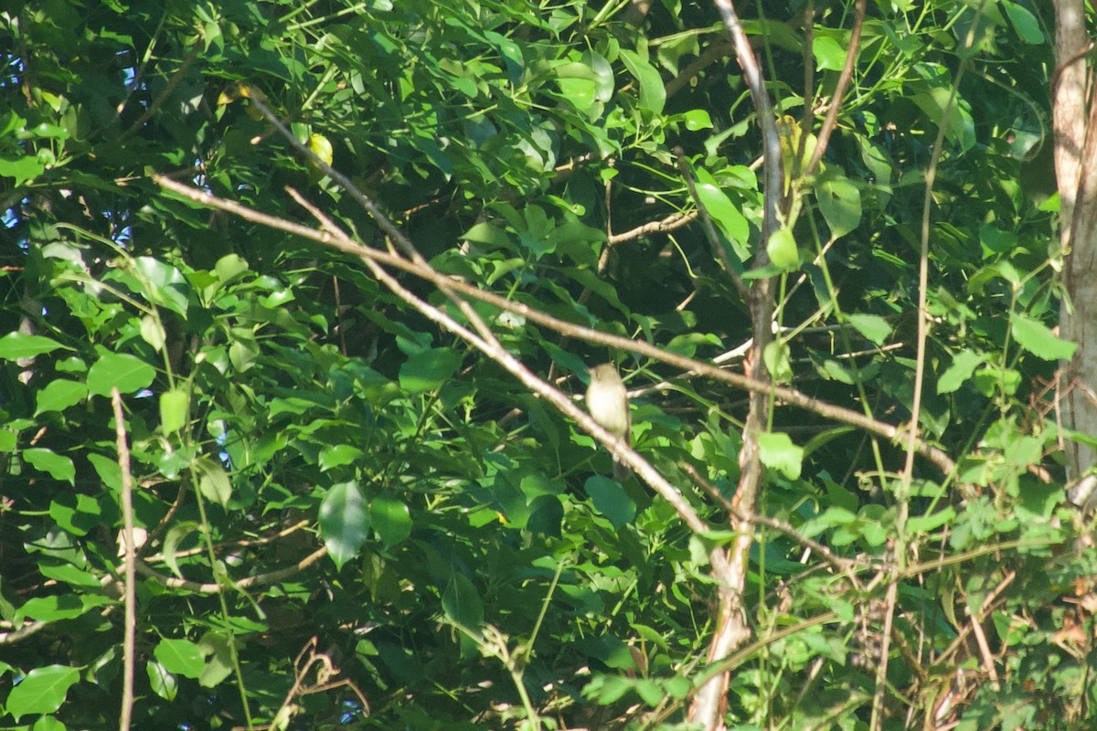 Acadian Flycatcher - ML638247547