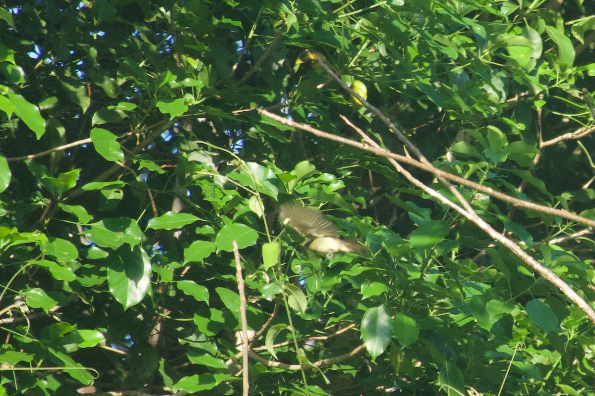 Acadian Flycatcher - ML638247548