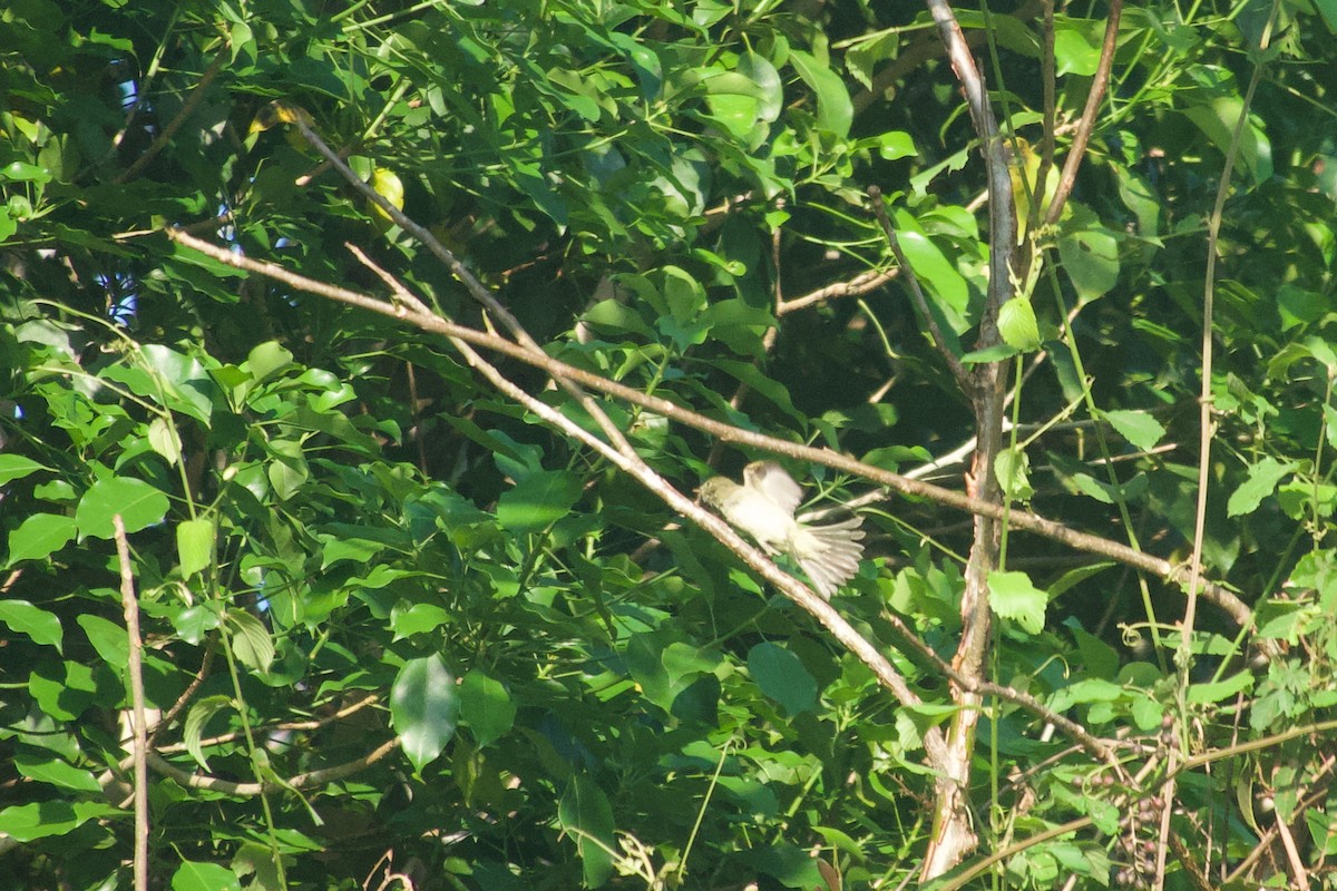 Acadian Flycatcher - ML638247549