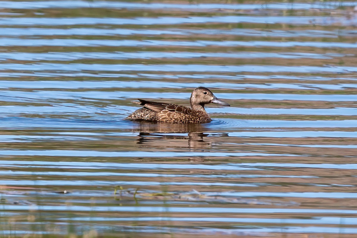 Cinnamon Teal - ML638247550