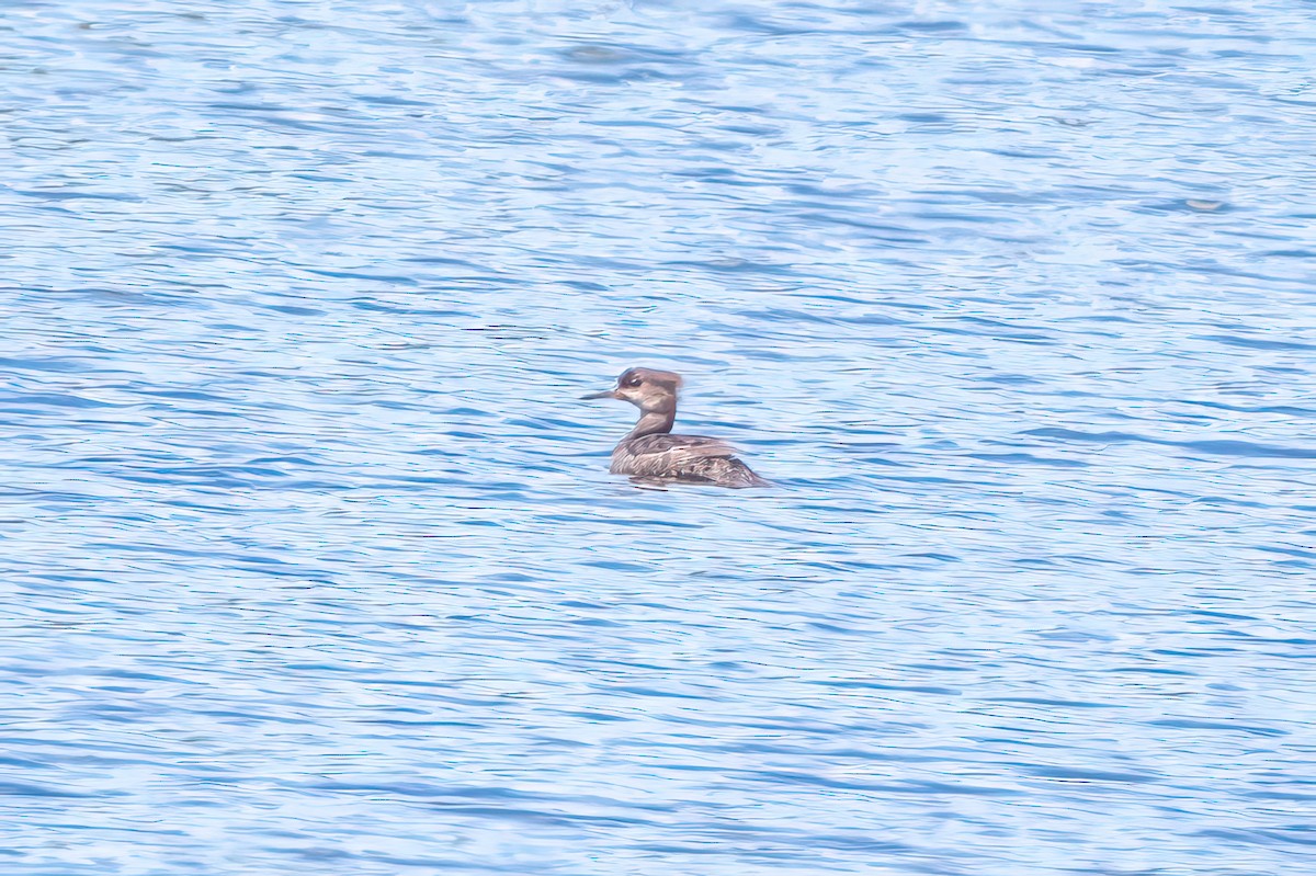 Hooded Merganser - ML638247551
