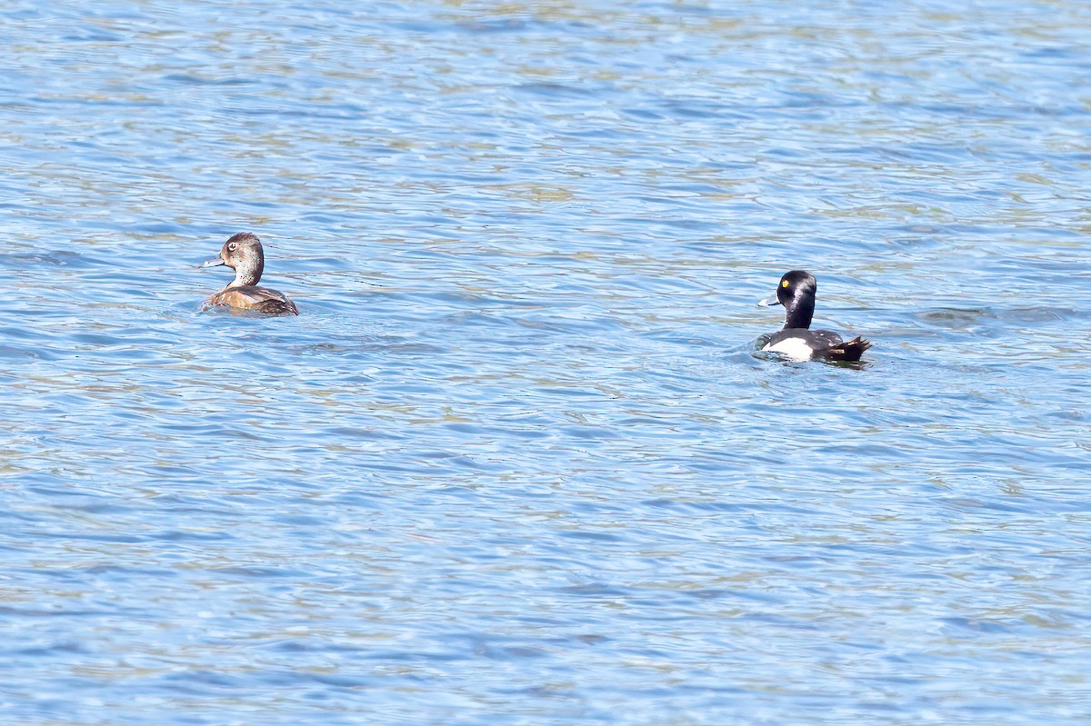 Ring-necked Duck - ML638247552