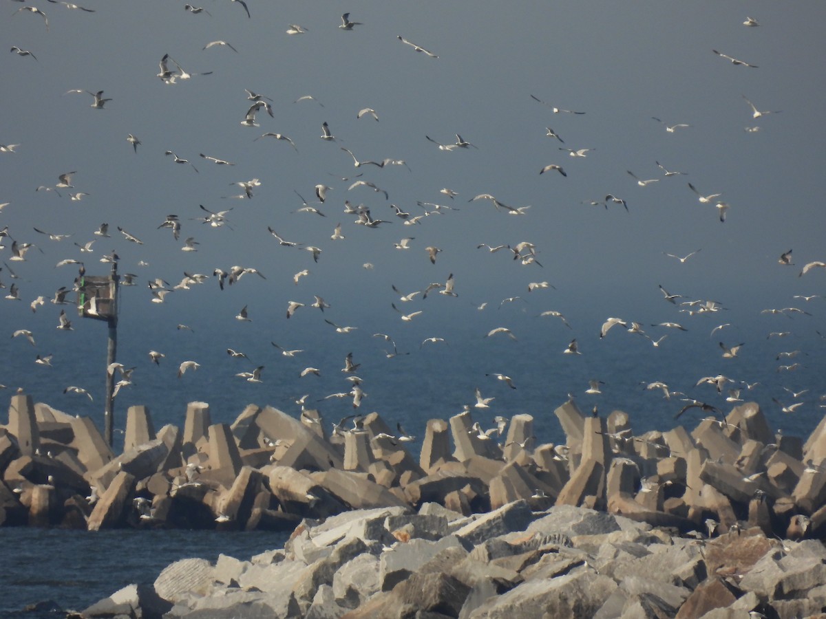 Ring-billed Gull - ML638247553