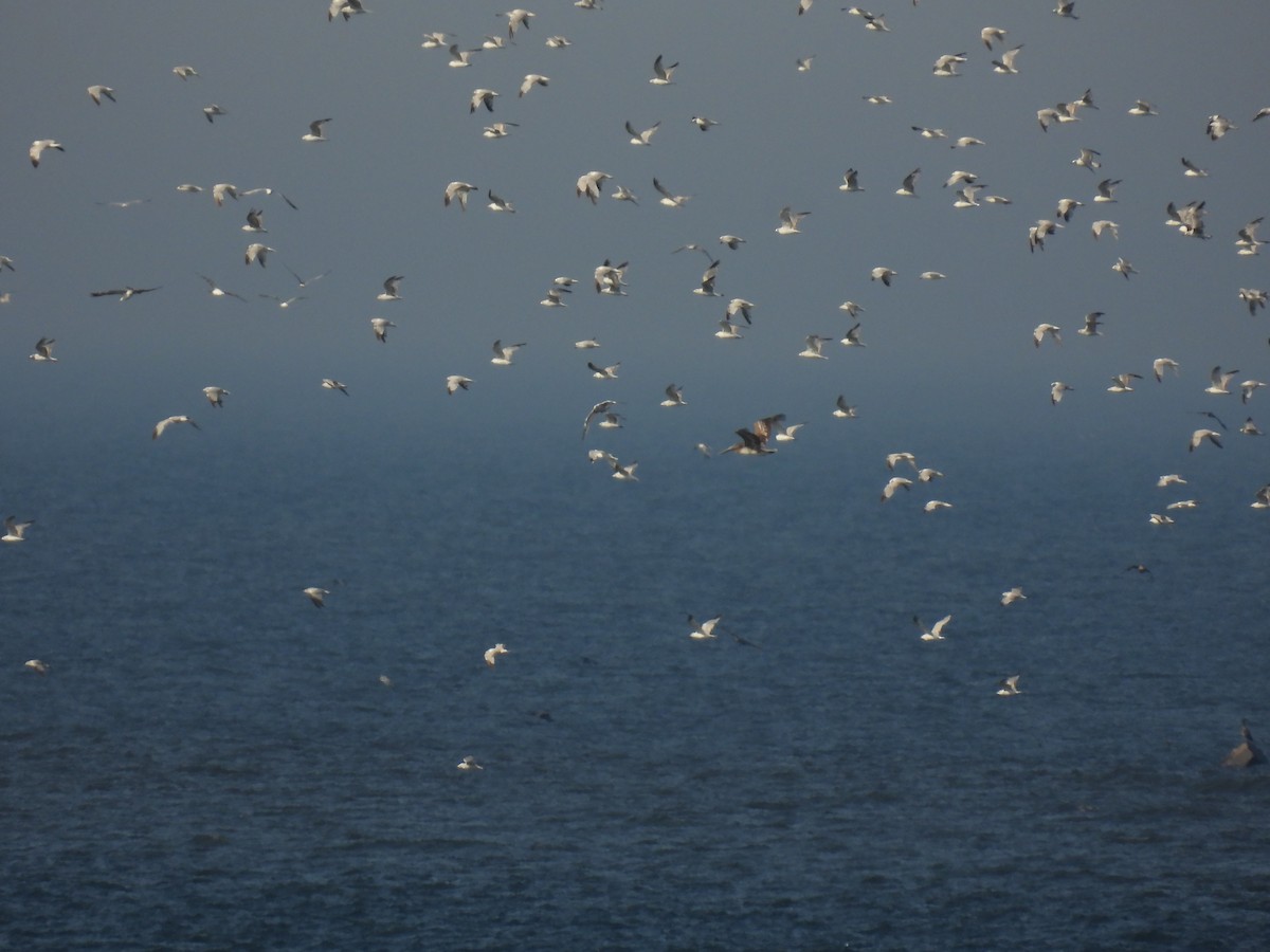Brown Pelican - ML638247555