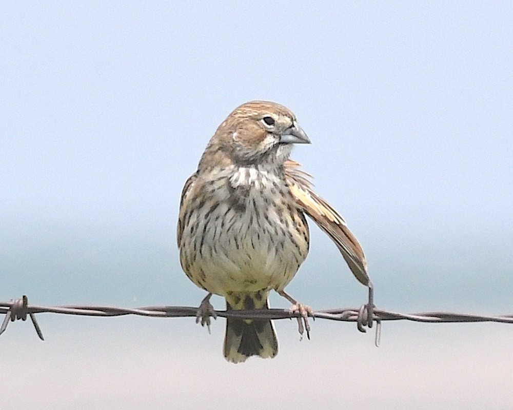 Lark Bunting - ML638247556