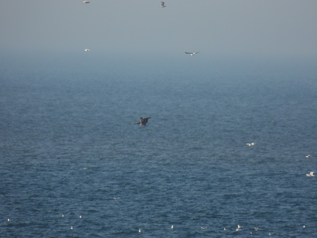 Brown Pelican - ML638247557