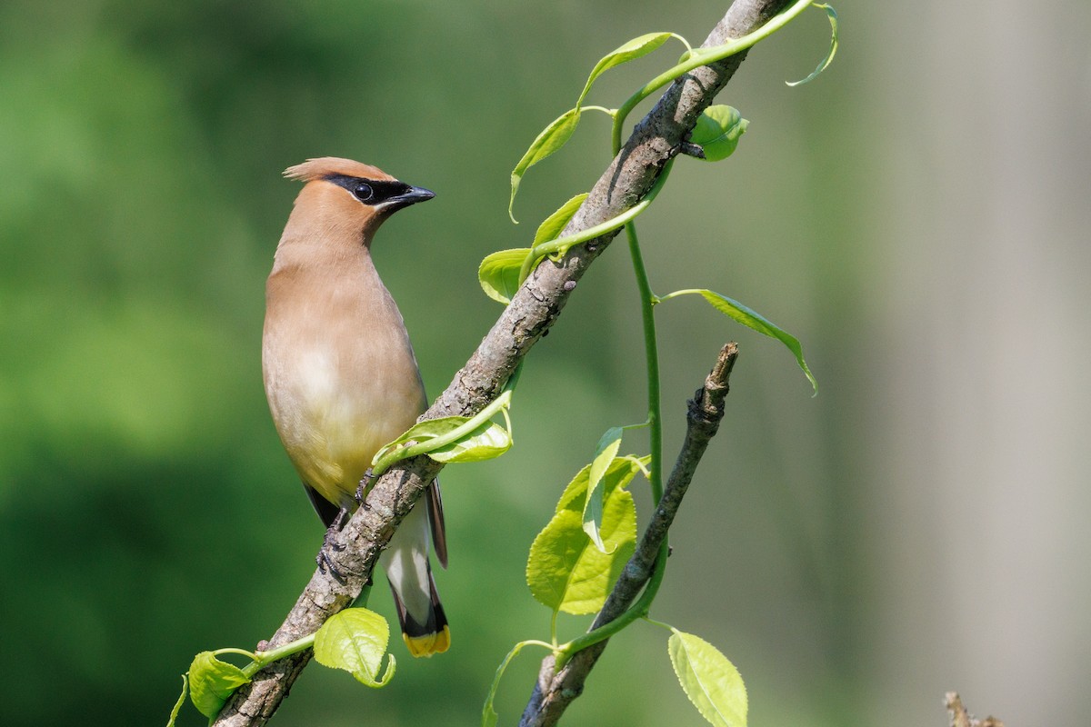 Cedar Waxwing - ML638247563
