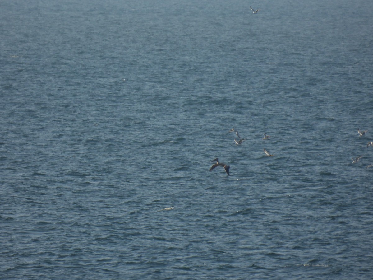 Brown Pelican - ML638247569