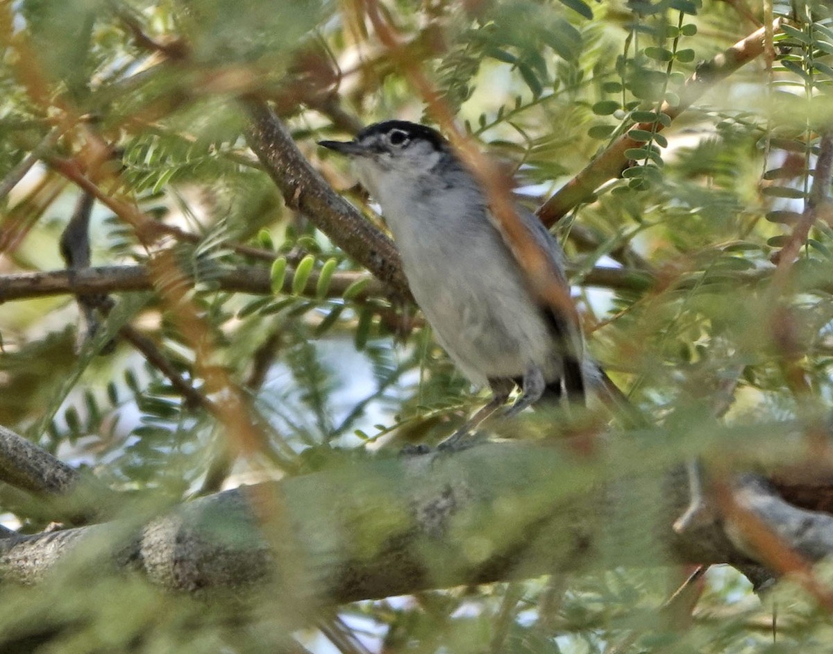 Black-tailed Gnatcatcher - ML638247571