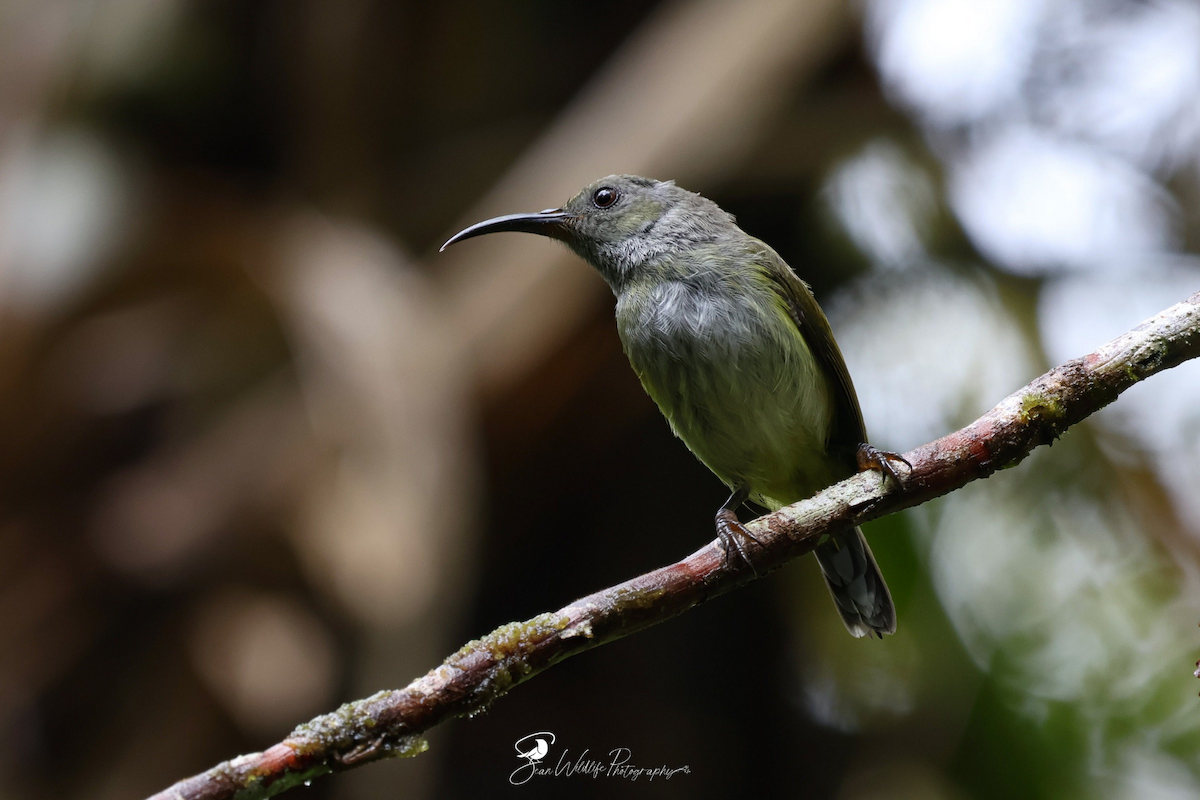 Gray-hooded Sunbird - ML638247584