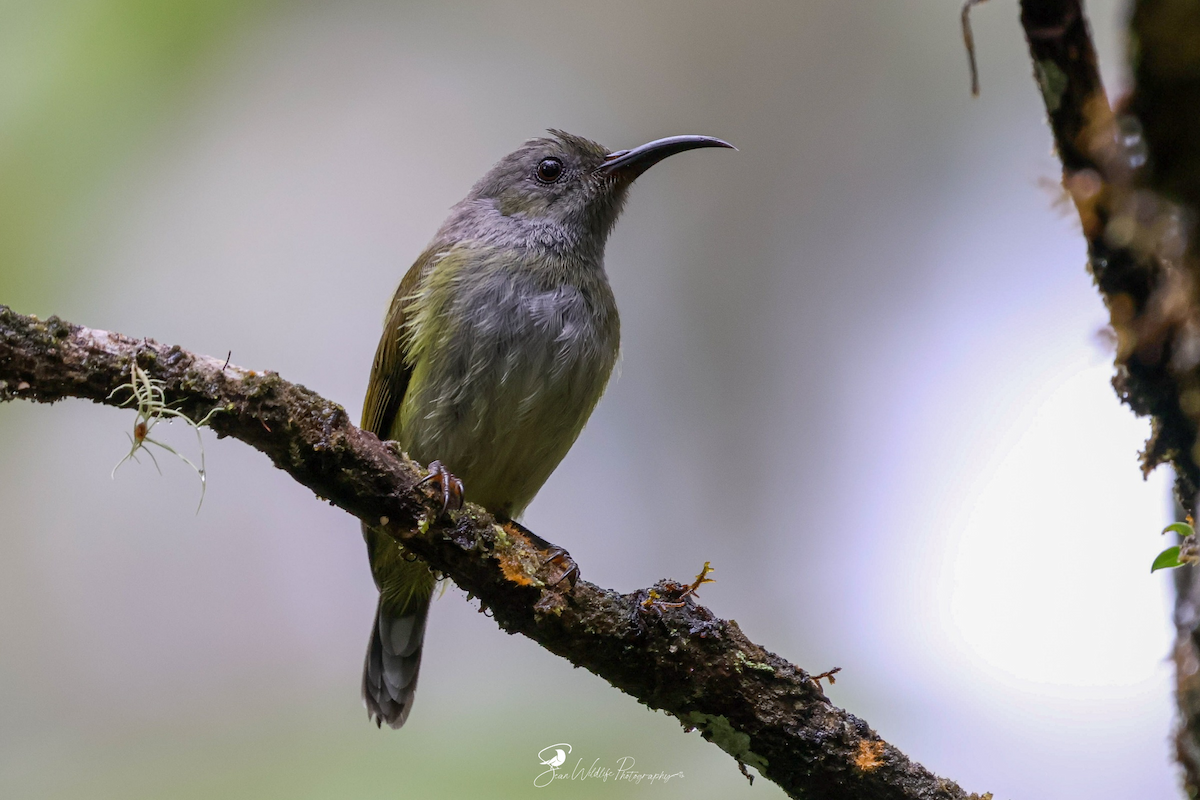Gray-hooded Sunbird - ML638247585