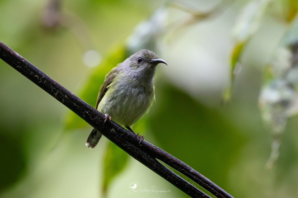 Gray-hooded Sunbird - ML638247589