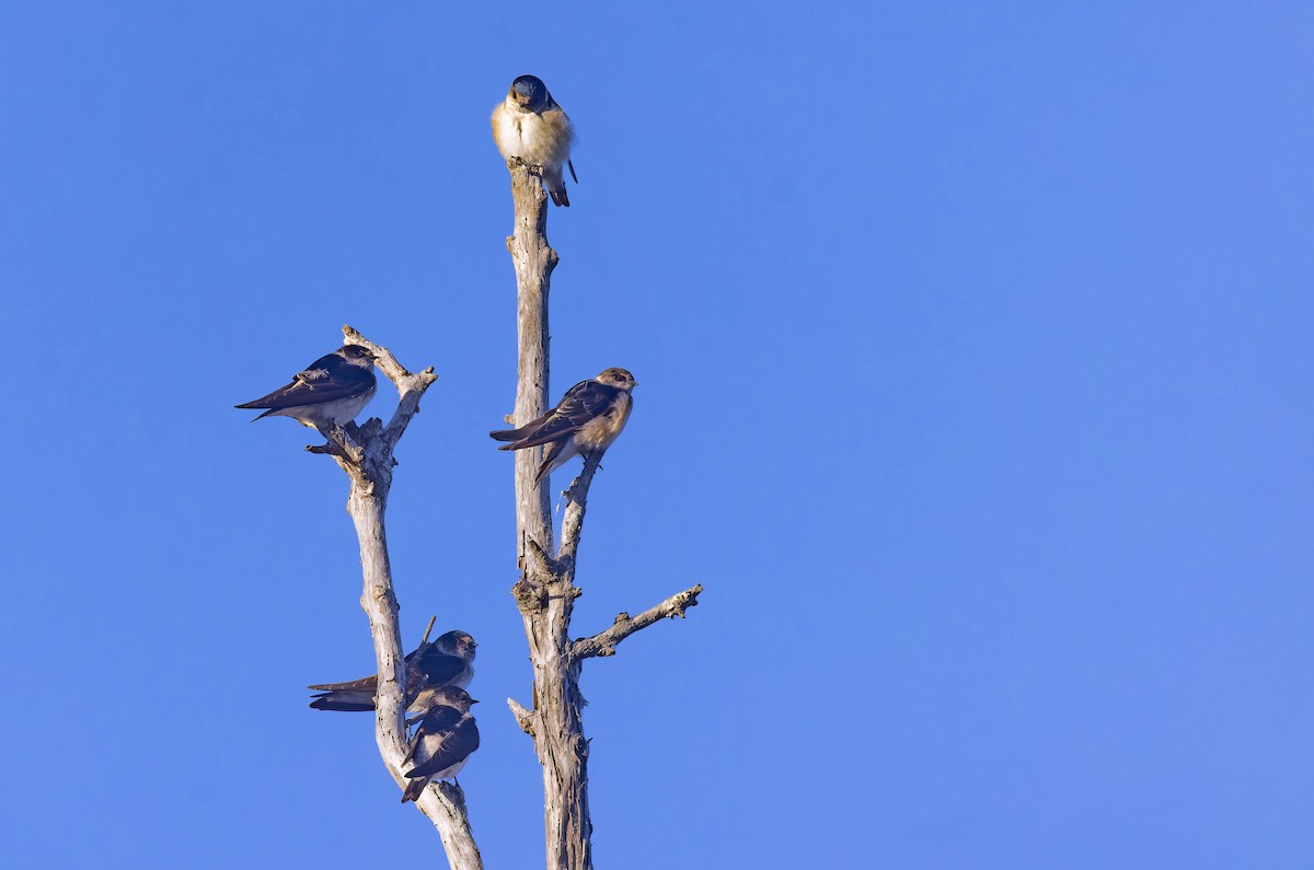 Tree Martin - ML638247591