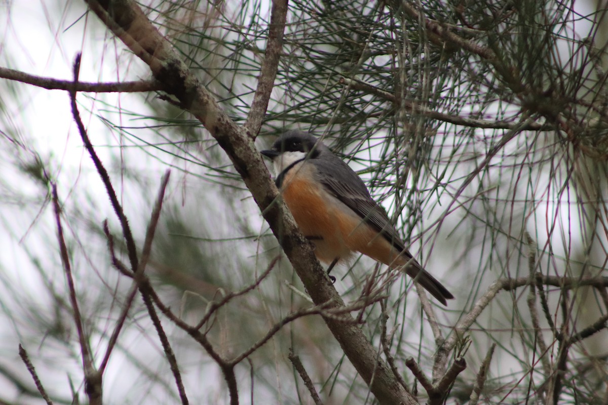 Rufous Whistler - ML638247594