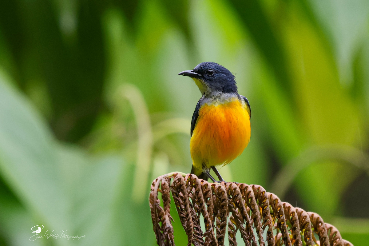 Orange-bellied Flowerpecker (Gray-throated) - ML638247597