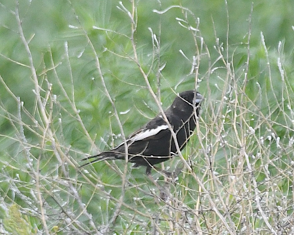 Lark Bunting - ML638247619