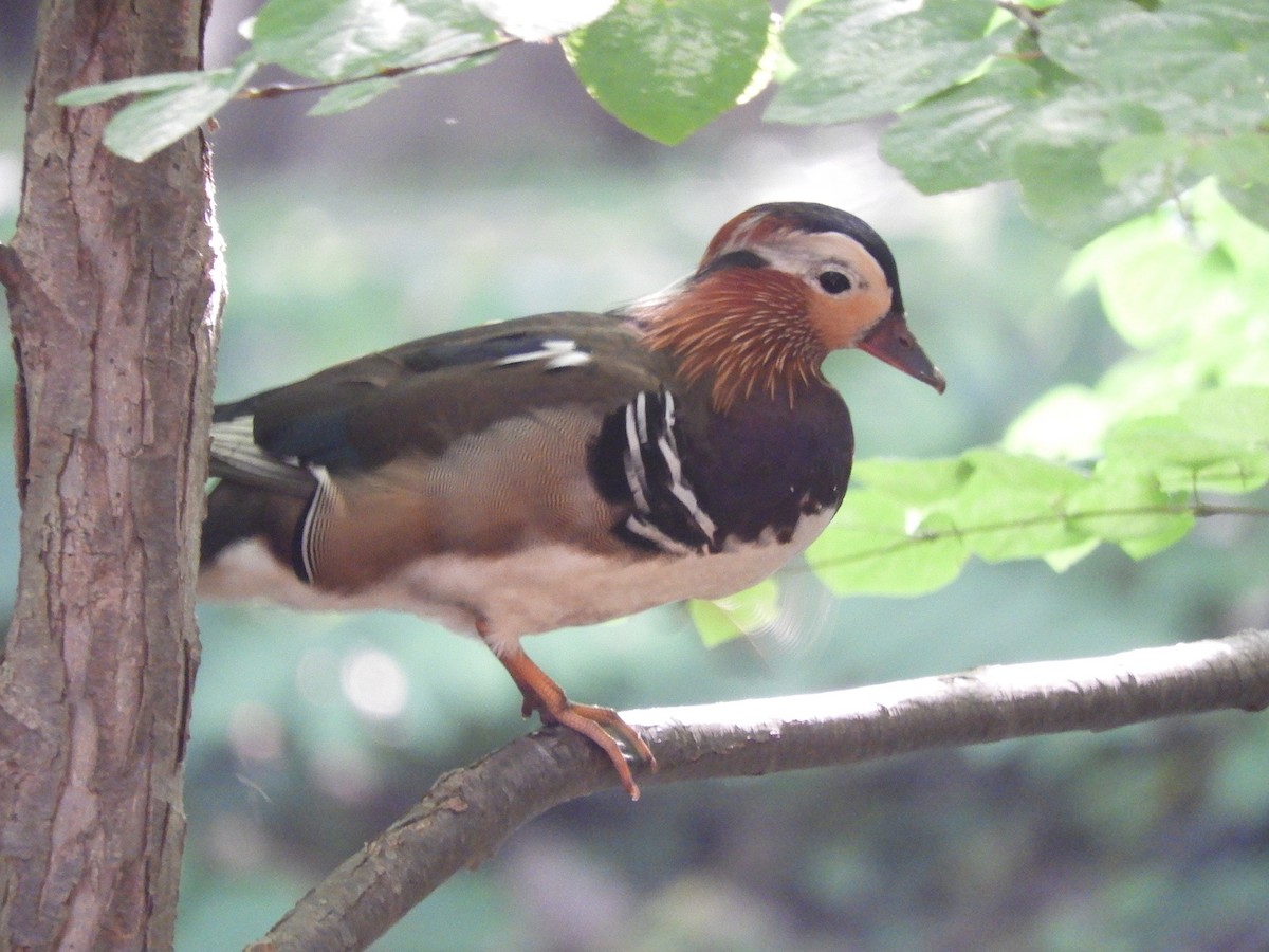 Mandarin Duck - ML638247633