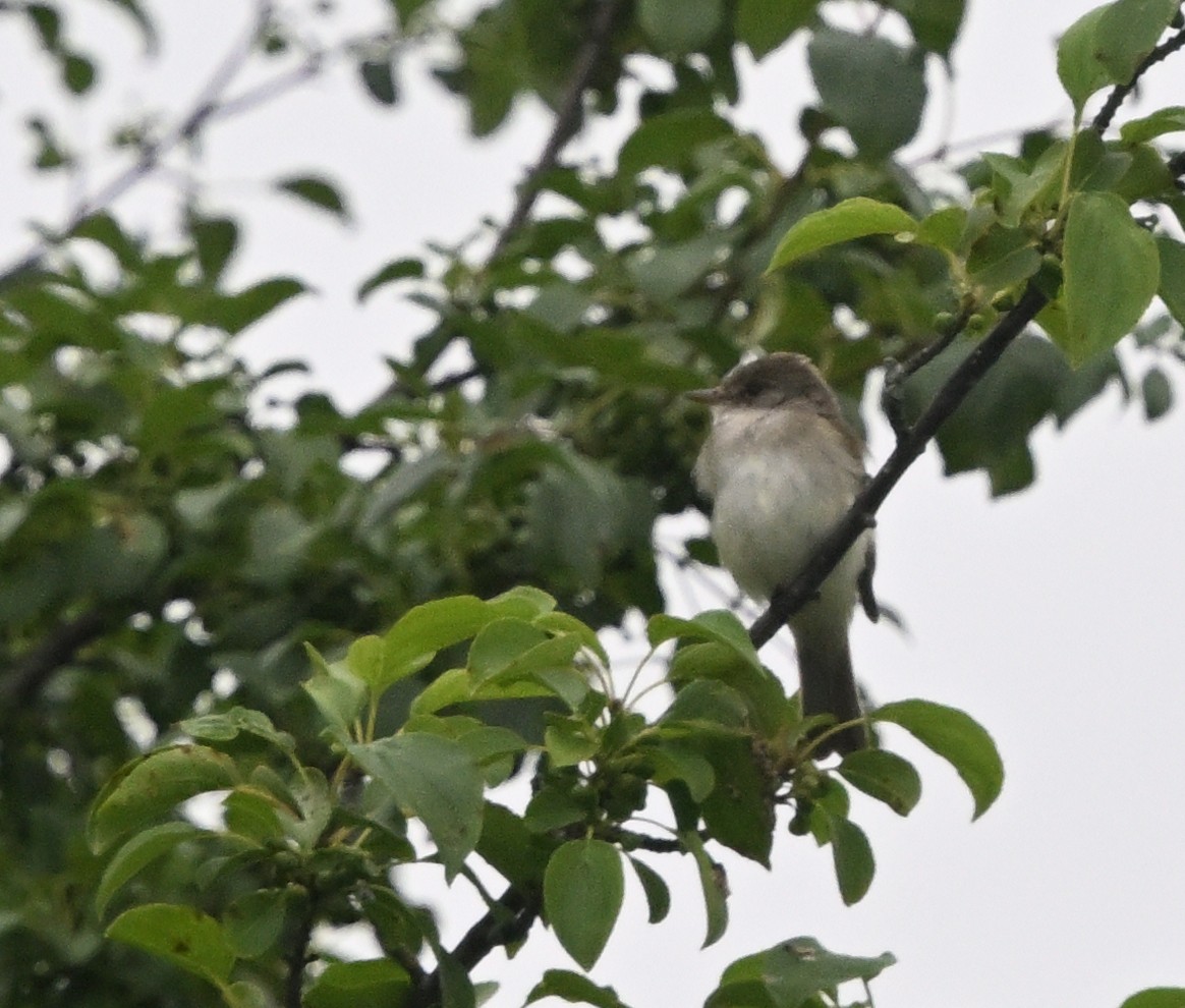 Willow Flycatcher - ML638247637
