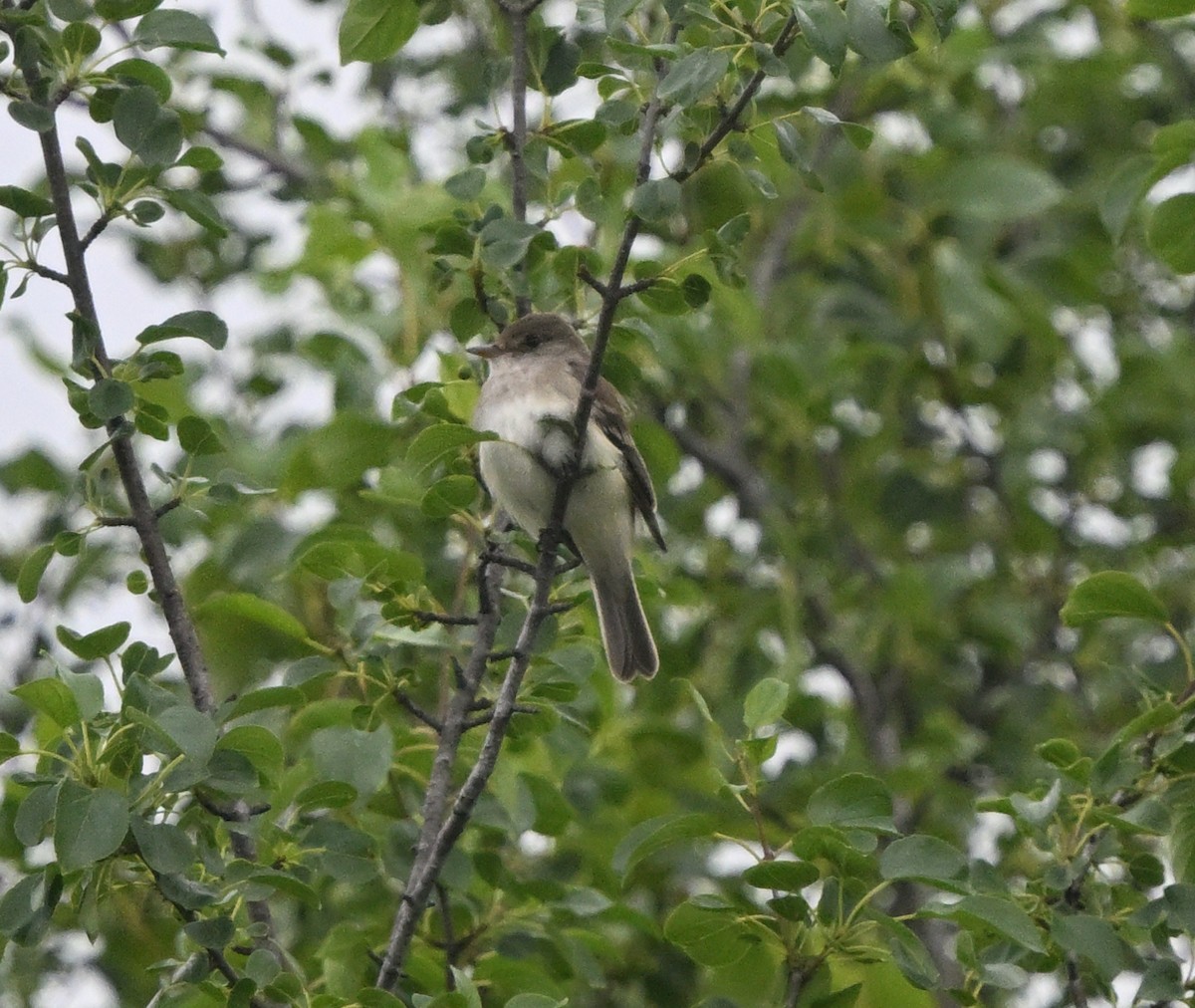 Willow Flycatcher - ML638247638
