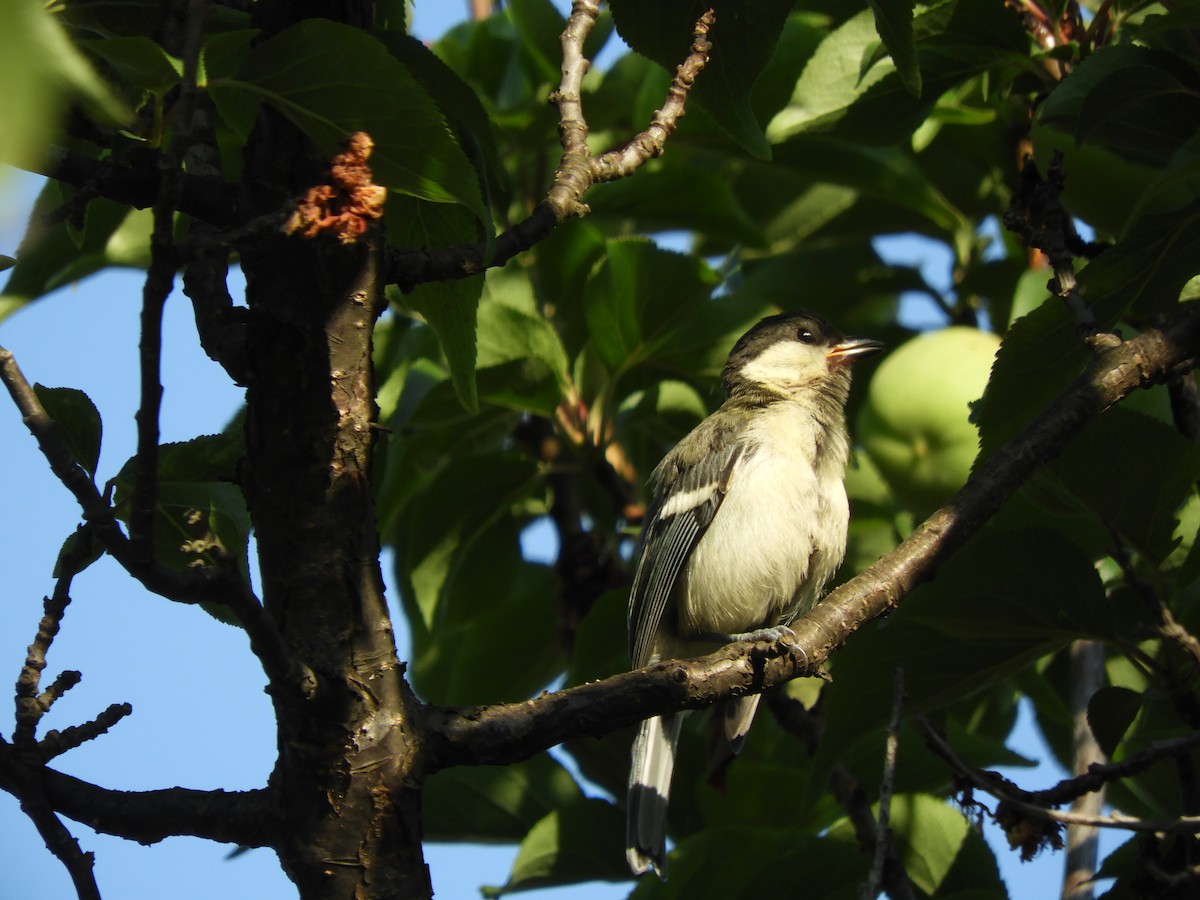 Asian Tit - ML638247643