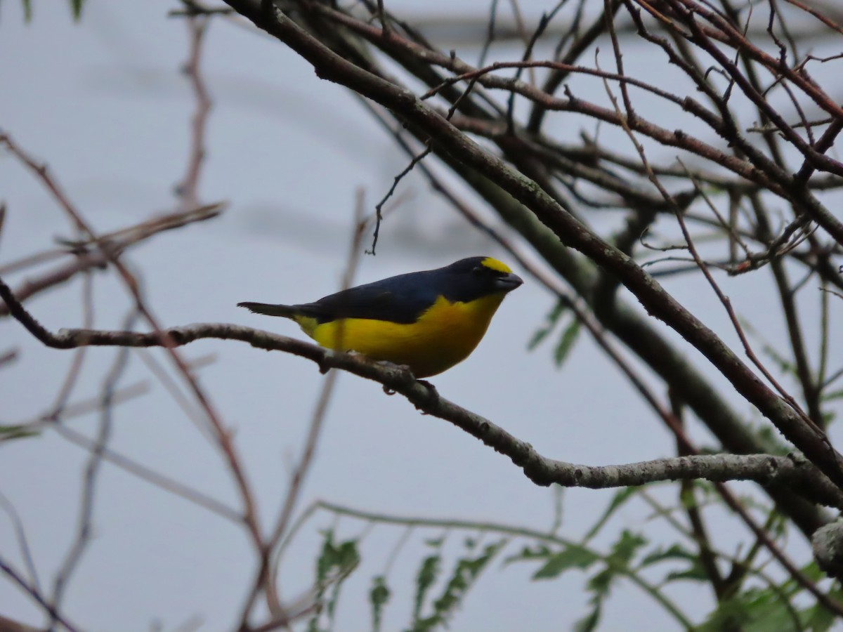 Yellow-throated Euphonia - ML638247645