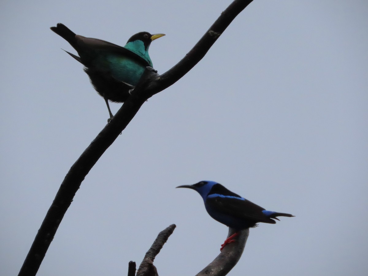 Green Honeycreeper - ML638247668