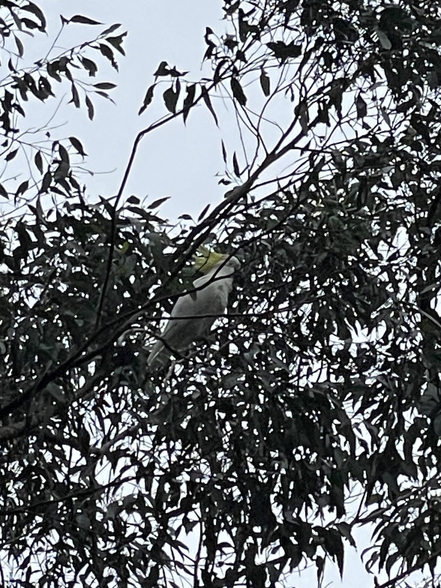 Sulphur-crested Cockatoo - ML638247669