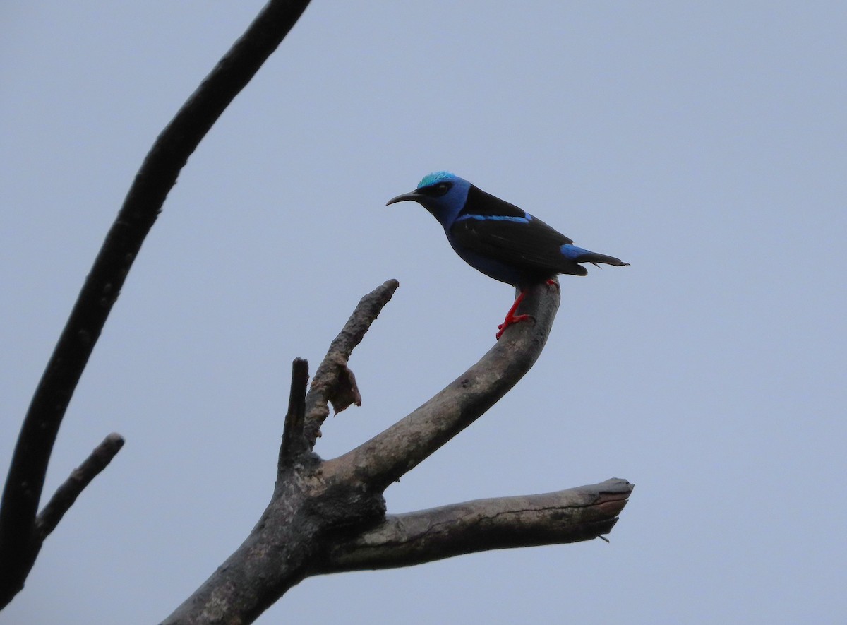 Red-legged Honeycreeper - ML638247674