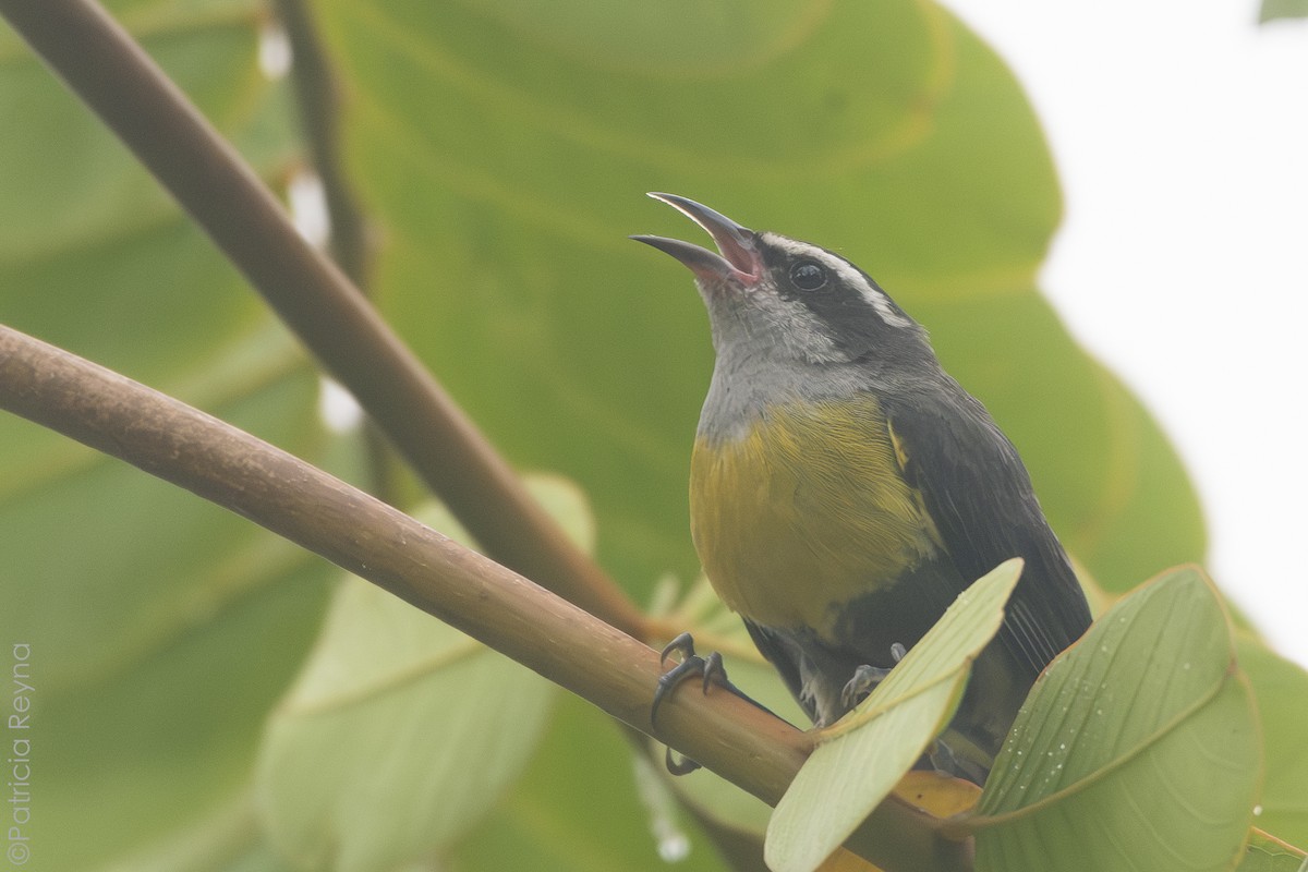 Bananaquit - ML638247675