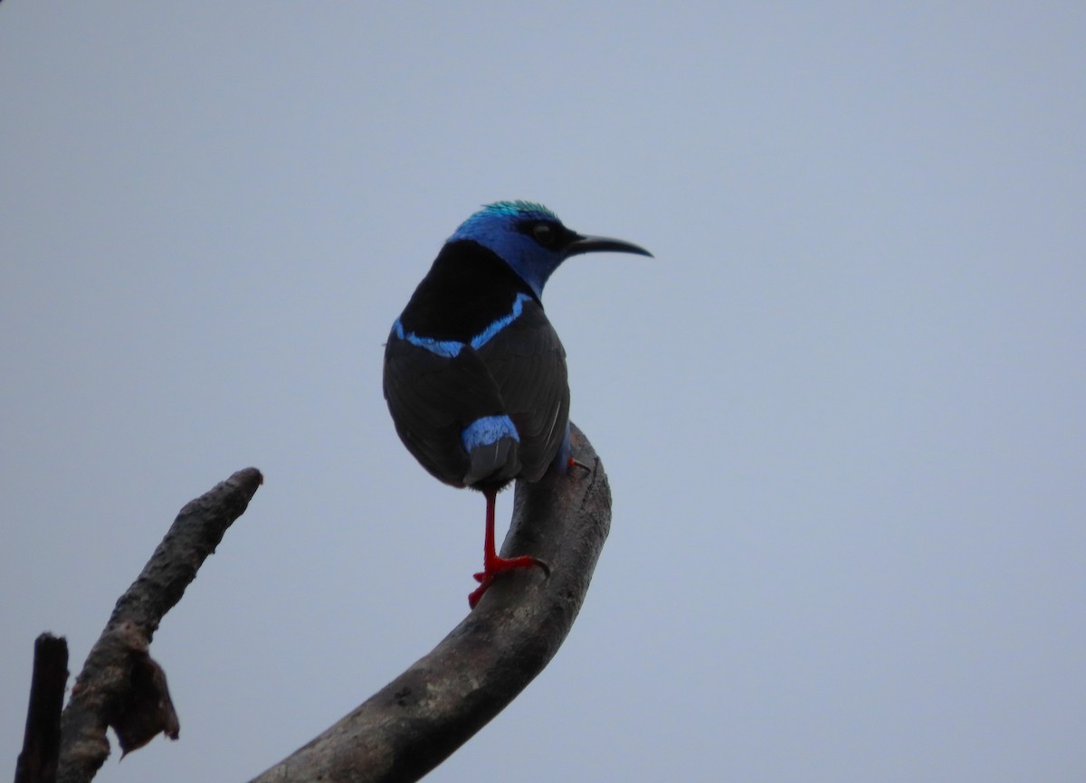 Red-legged Honeycreeper - ML638247678