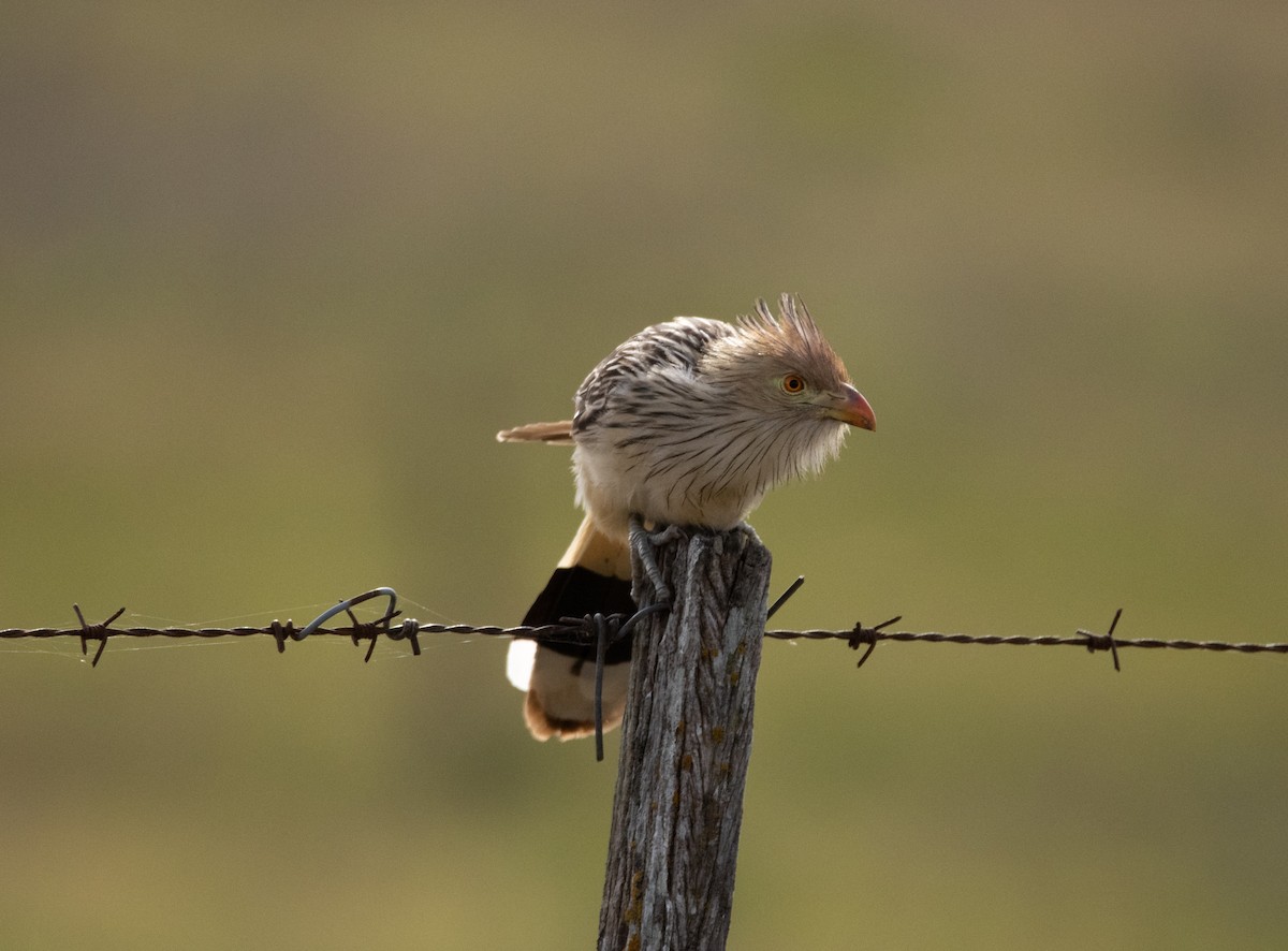 Guira Cuckoo - ML638247680