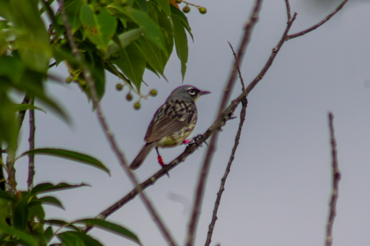 Kirtland's Warbler - ML638247682
