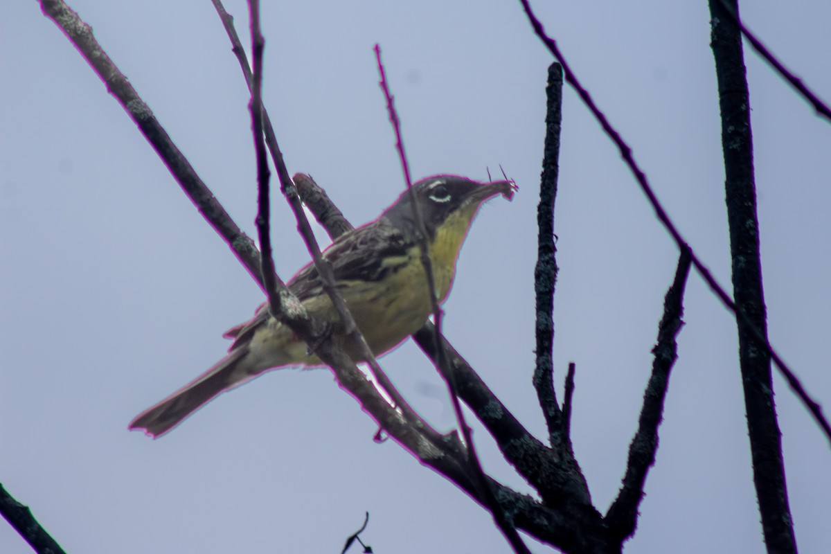 Kirtland's Warbler - ML638247683