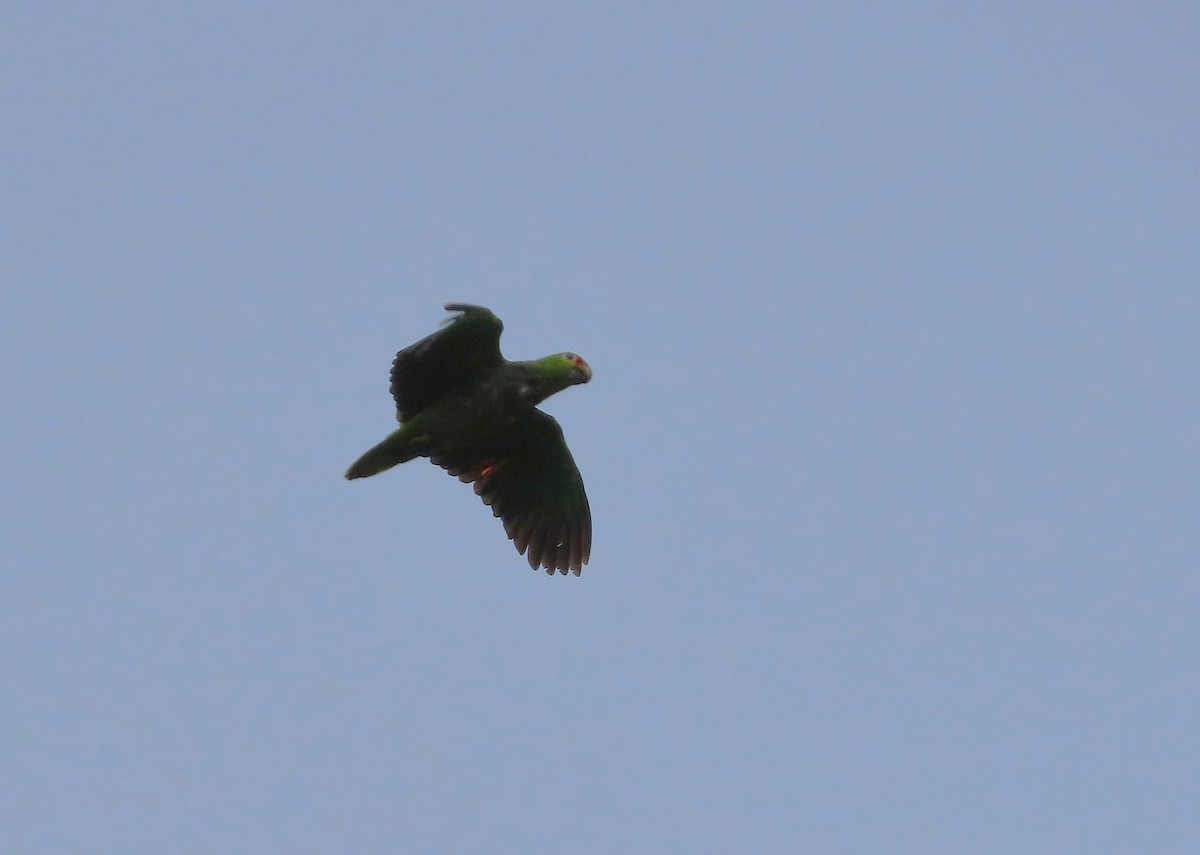 Red-lored Amazon - ML638247684