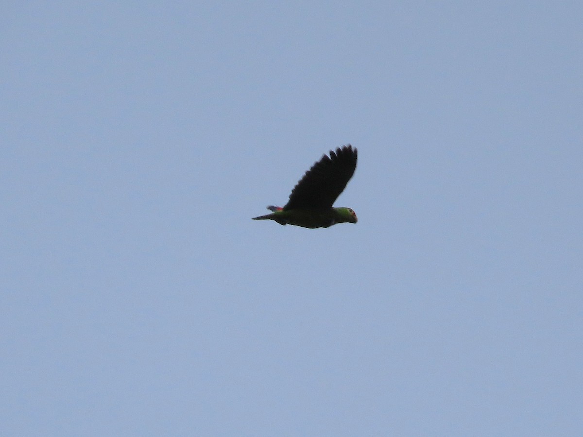 Red-lored Amazon - ML638247685
