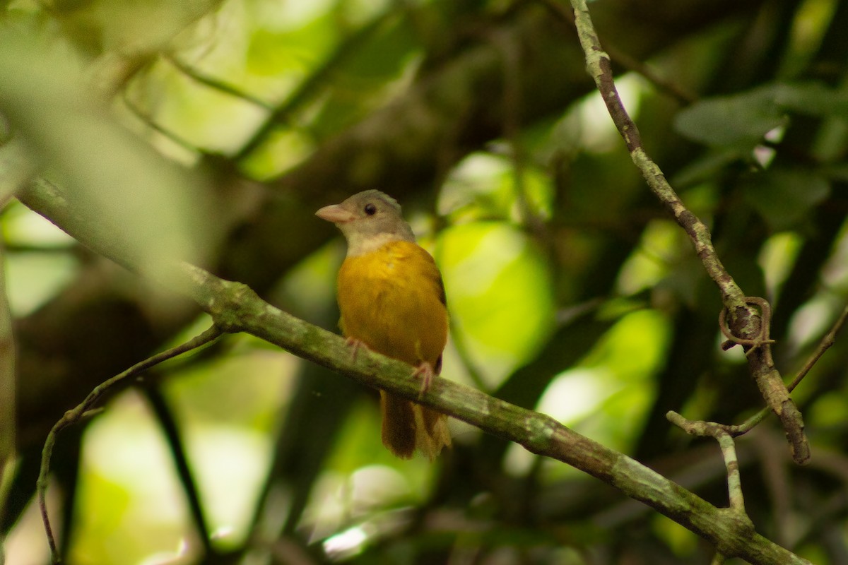 Gray-headed Tanager - ML638247699