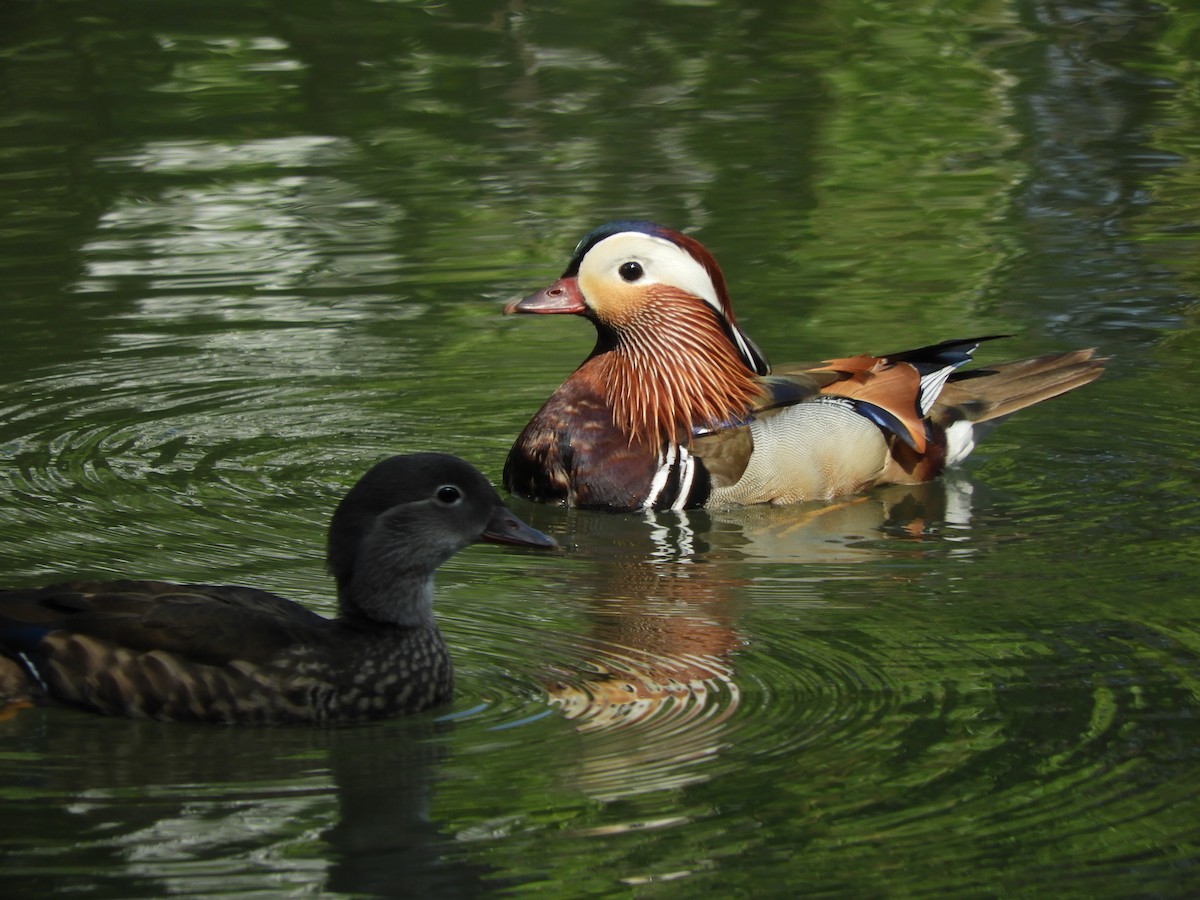 Mandarin Duck - ML638247706