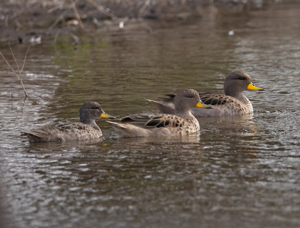 Yellow-billed Teal - ML638247736