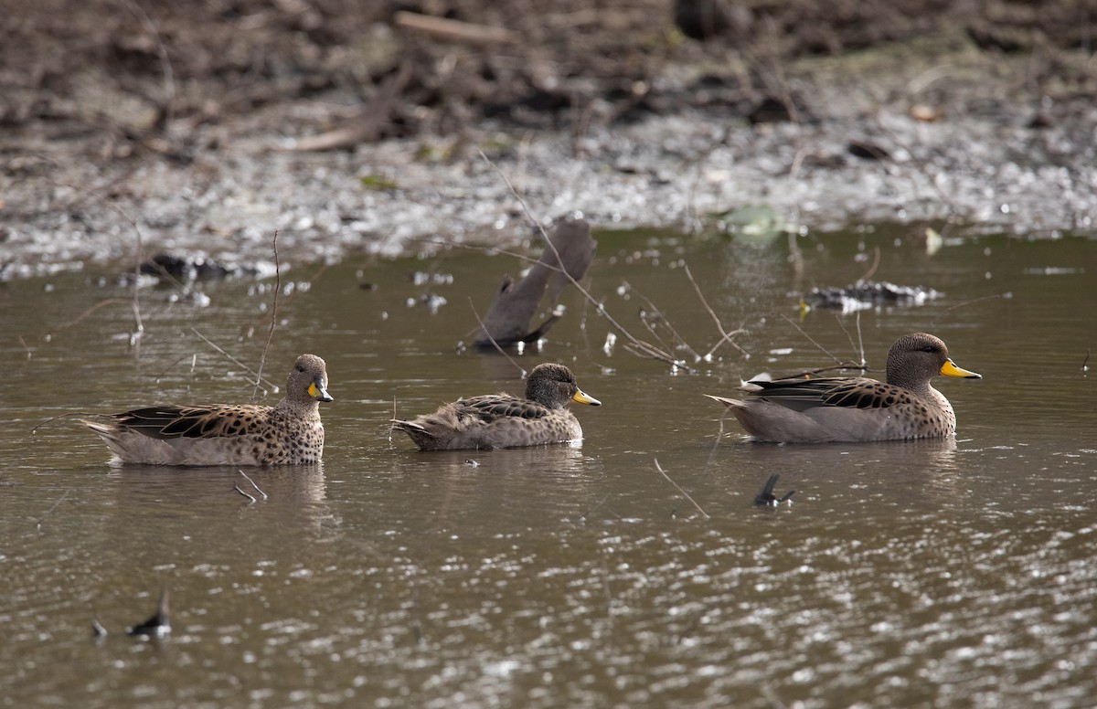 Yellow-billed Teal - ML638247741