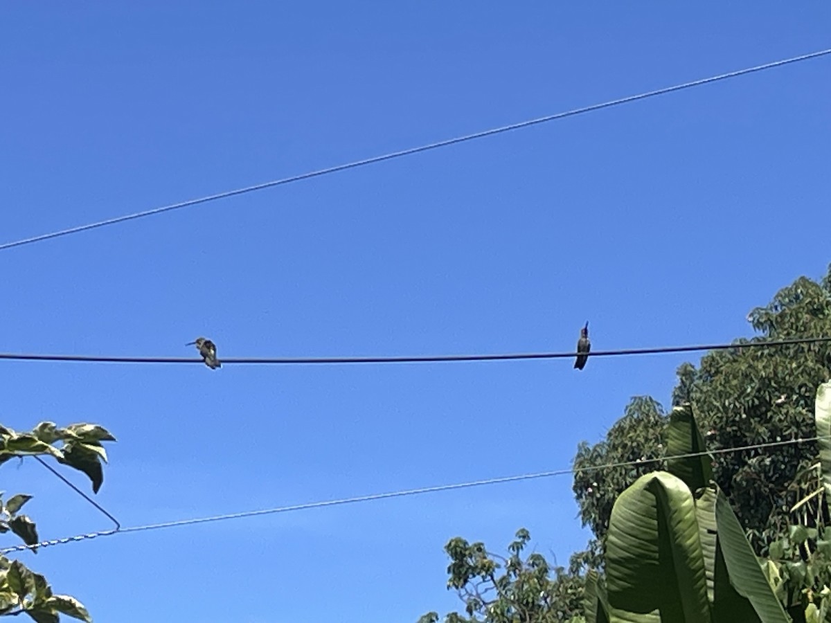 Plain-capped Starthroat - ML638247757