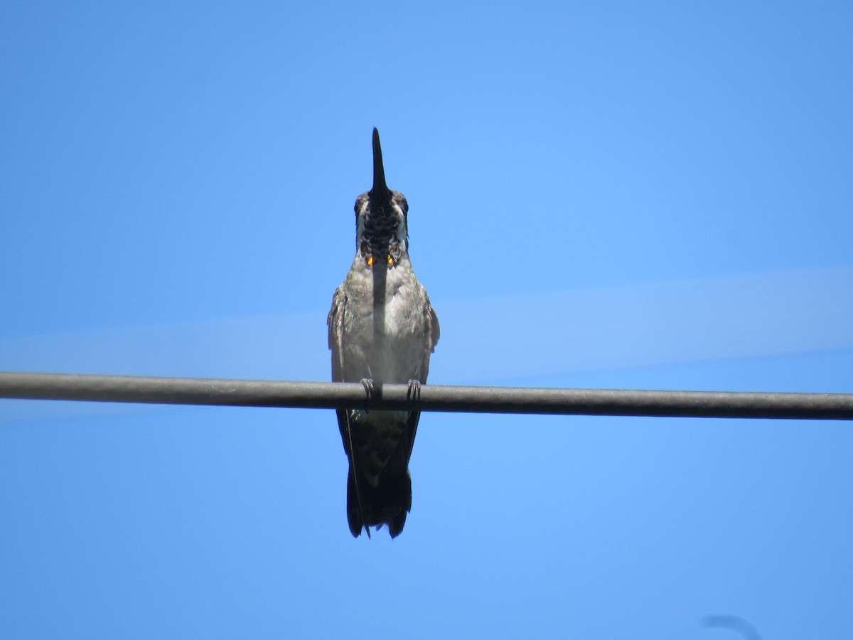 Plain-capped Starthroat - ML638247758