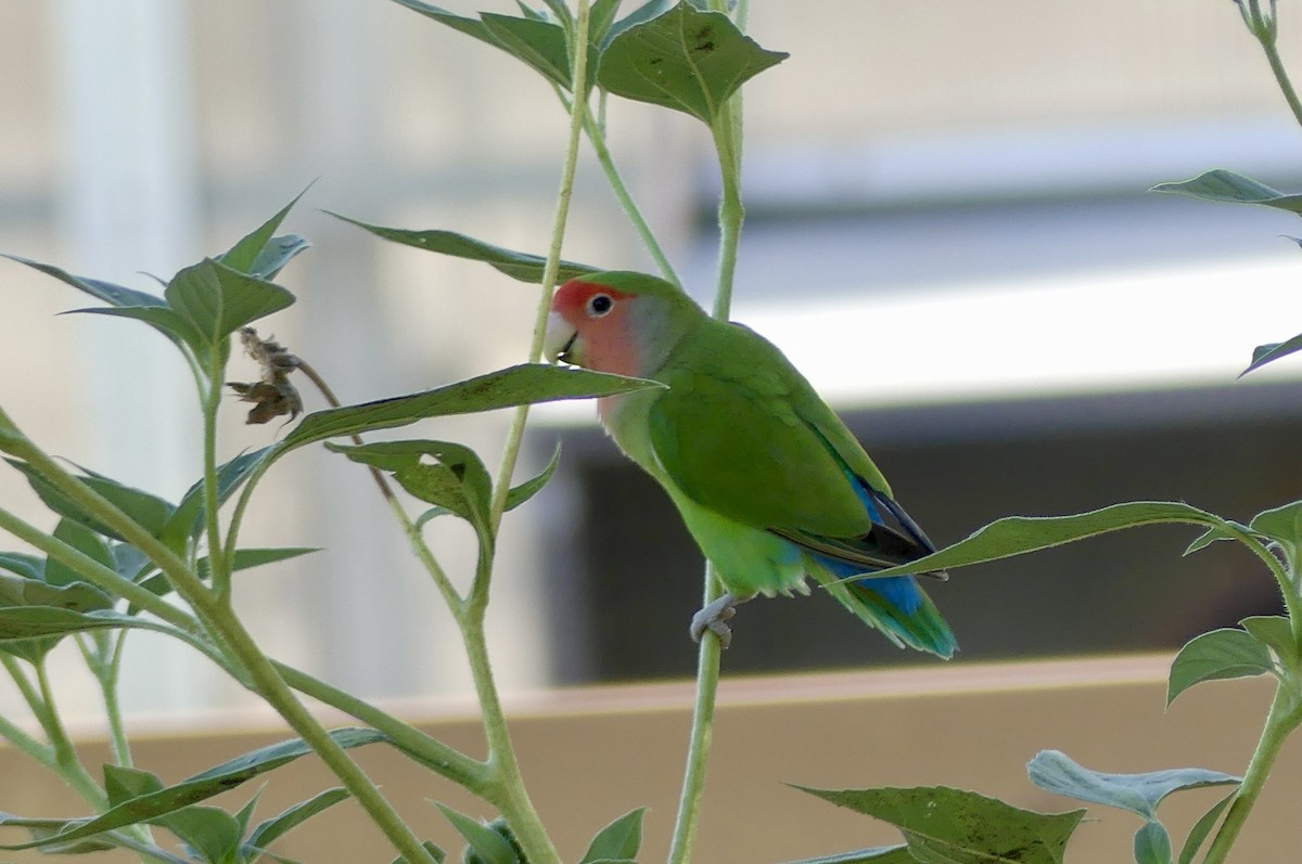 Rosy-faced Lovebird - ML638247759