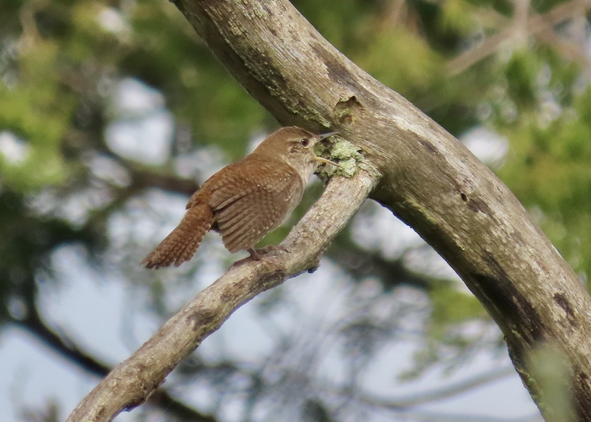 Northern House Wren - ML638247762