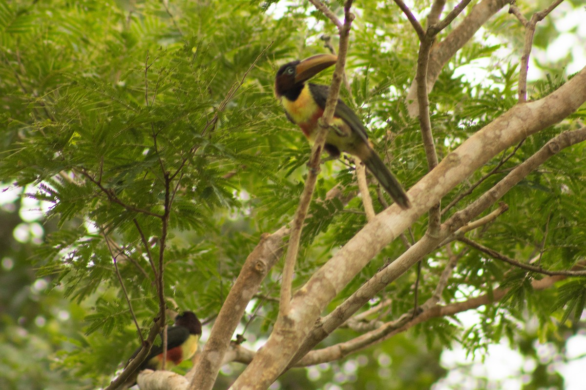 Chestnut-eared Aracari - ML638247771