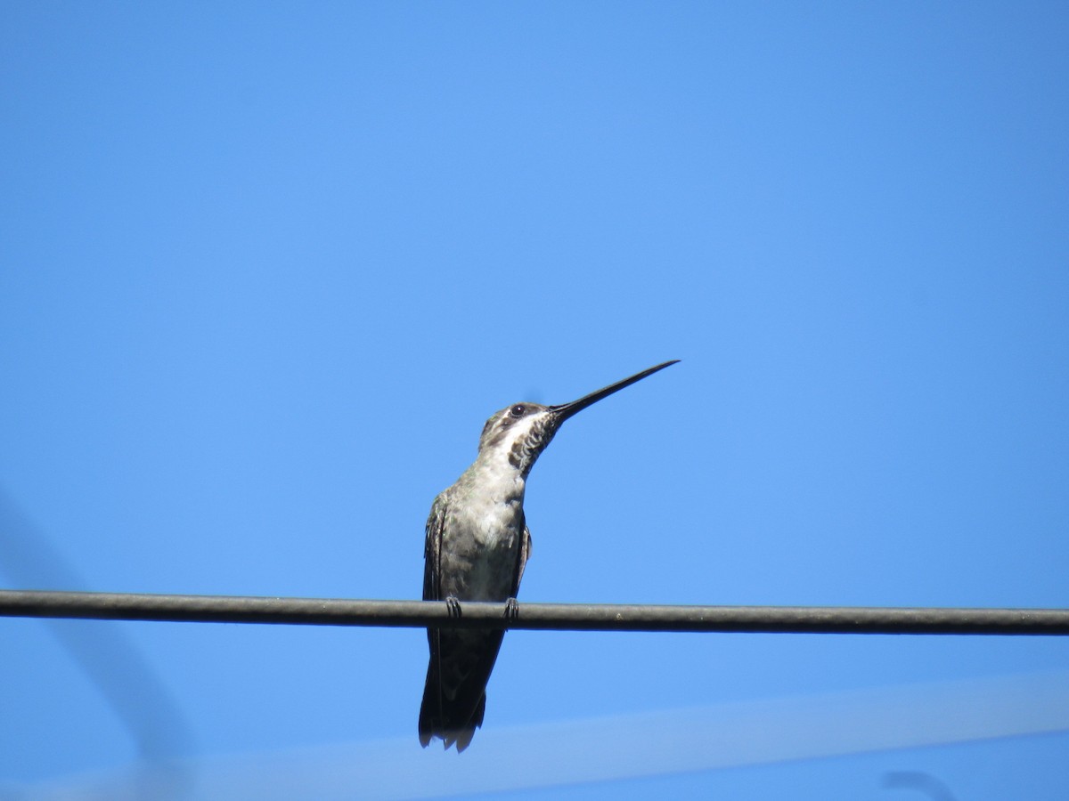 Plain-capped Starthroat - ML638247779