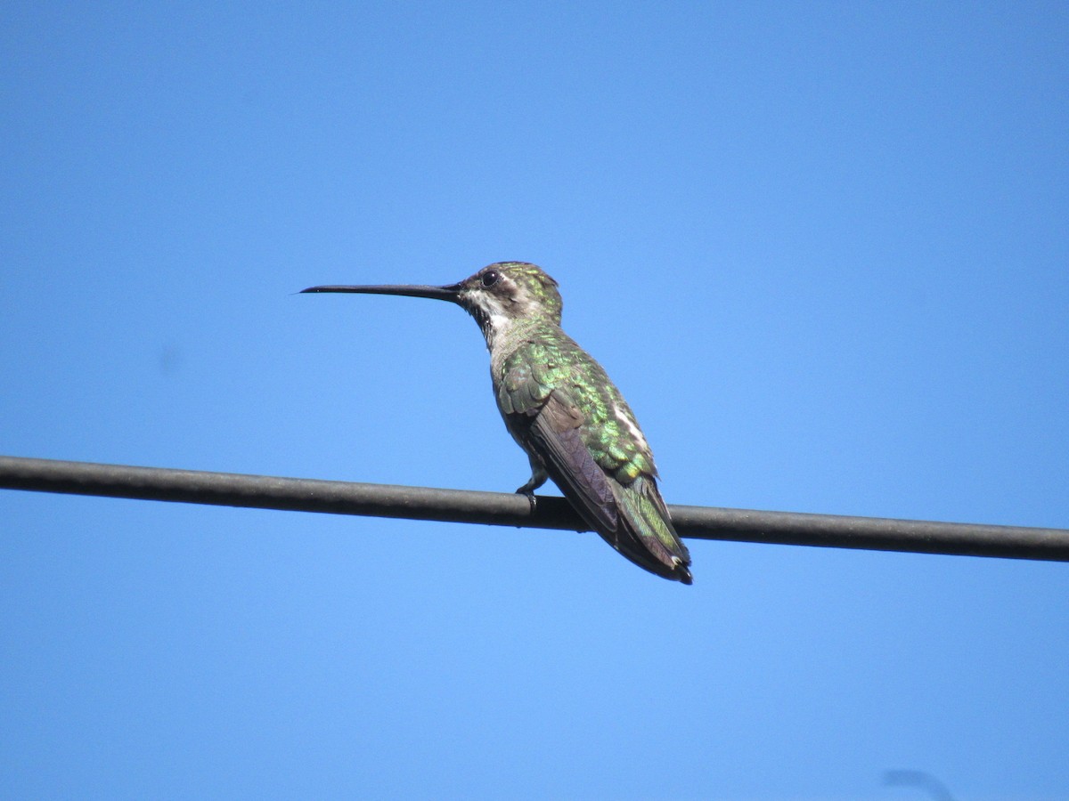 Plain-capped Starthroat - ML638247780