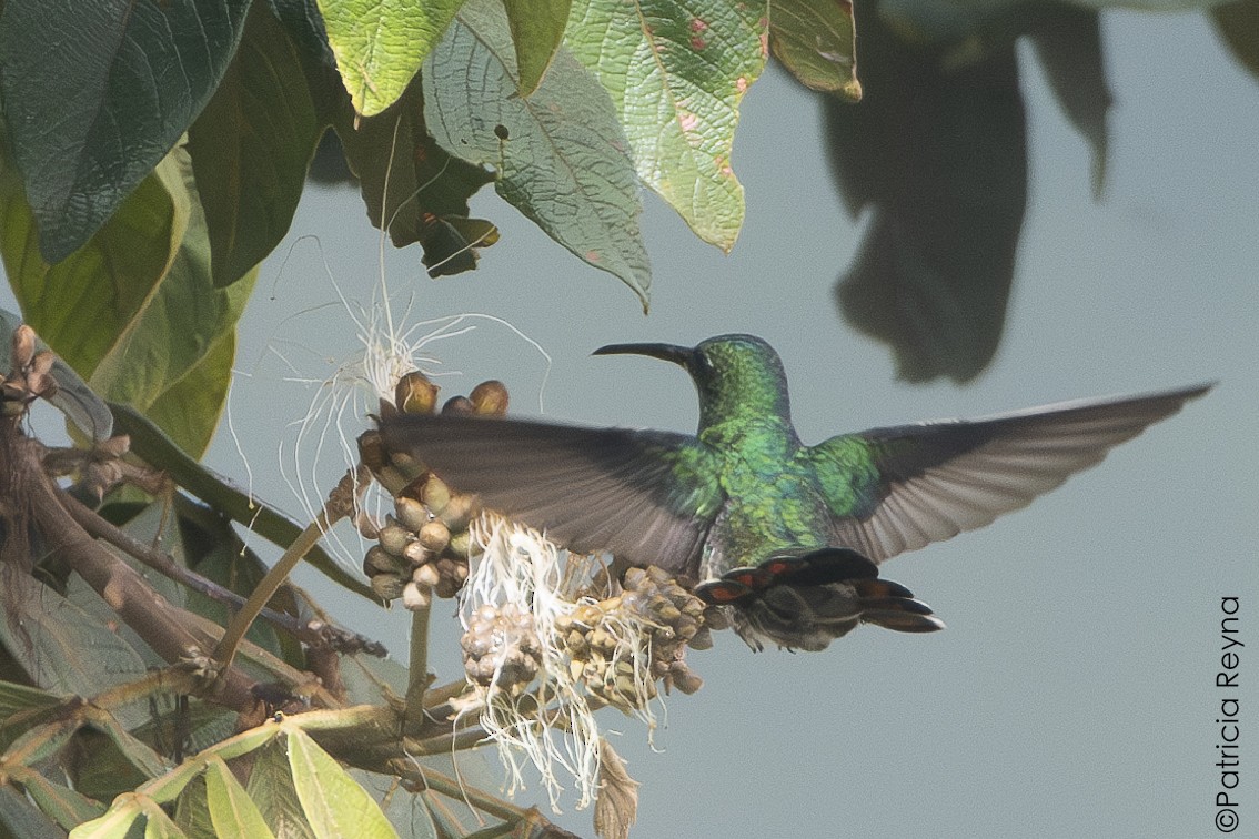 Black-throated Mango - ML638247781