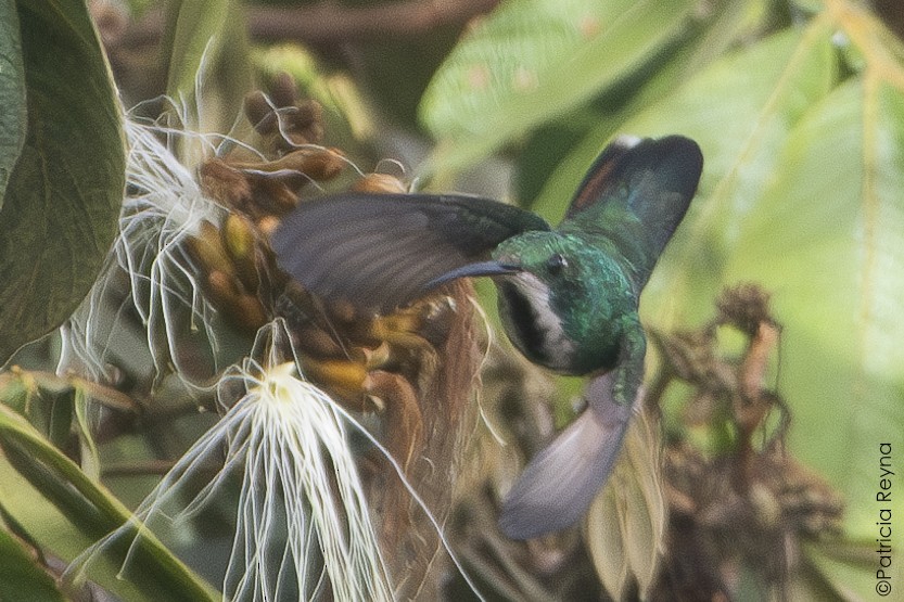 Black-throated Mango - ML638247782