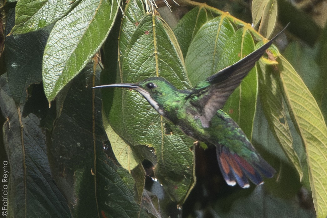 Black-throated Mango - ML638247783