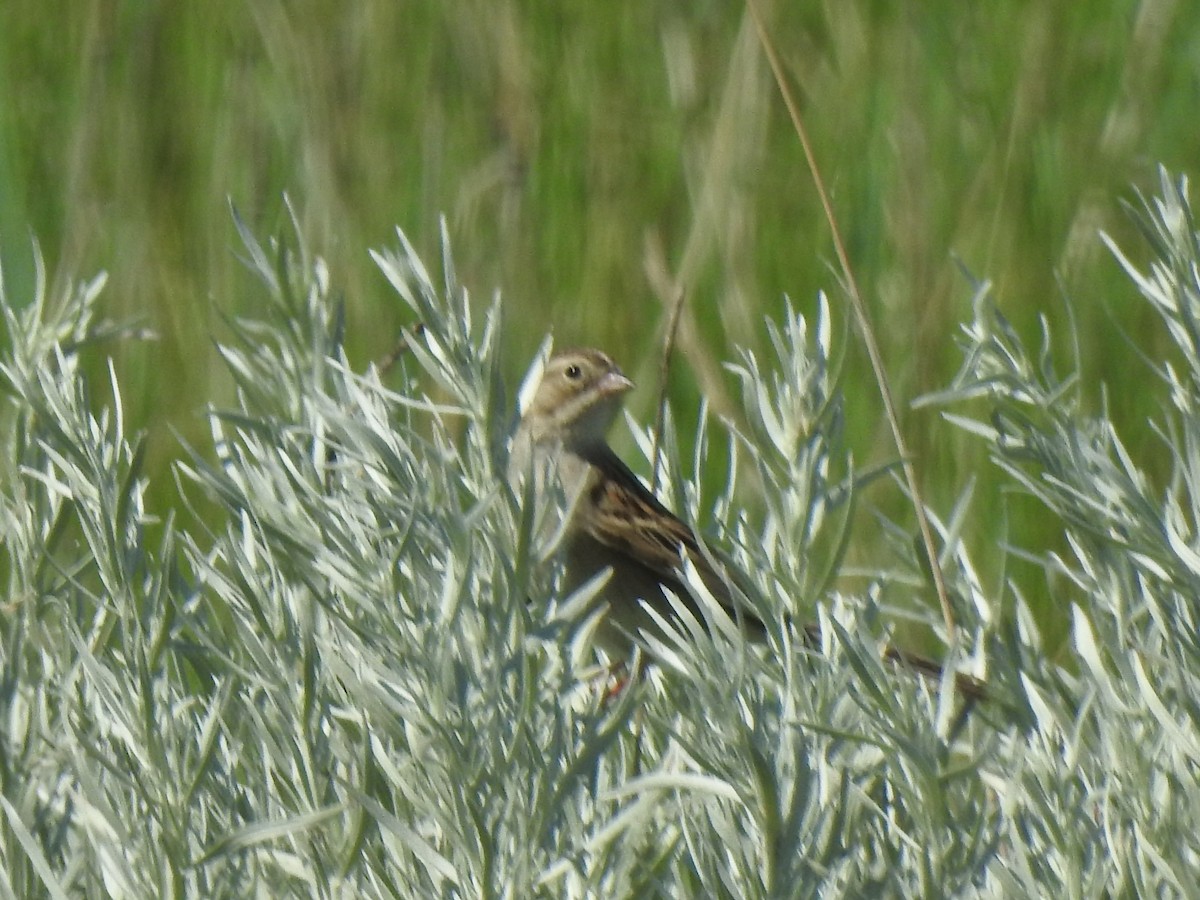 Brewer's Sparrow - ML638247784